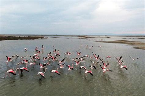 G­a­l­a­ ­G­ö­l­ü­ ­f­l­a­m­i­n­g­o­l­a­r­l­a­ ­r­e­n­k­l­e­n­d­i­